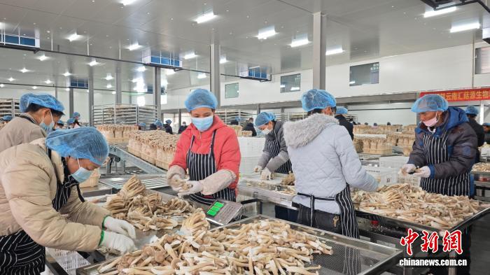 Online Casino：（新春走基層）雲南智慧菇房春意濃 “野生菌王國”破解“季節密碼”