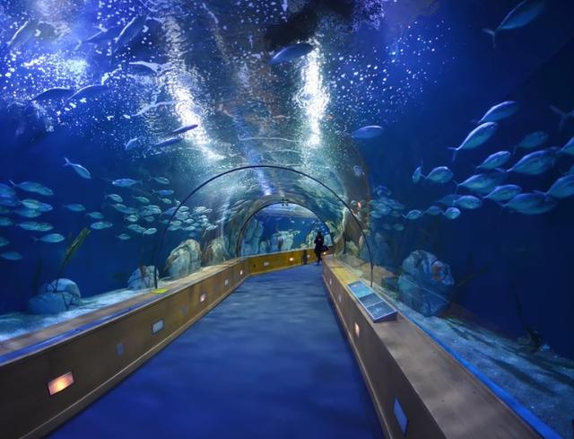 {百家樂}(水族馆冷艳火)